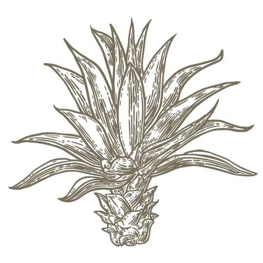 Mexiqueño Agave